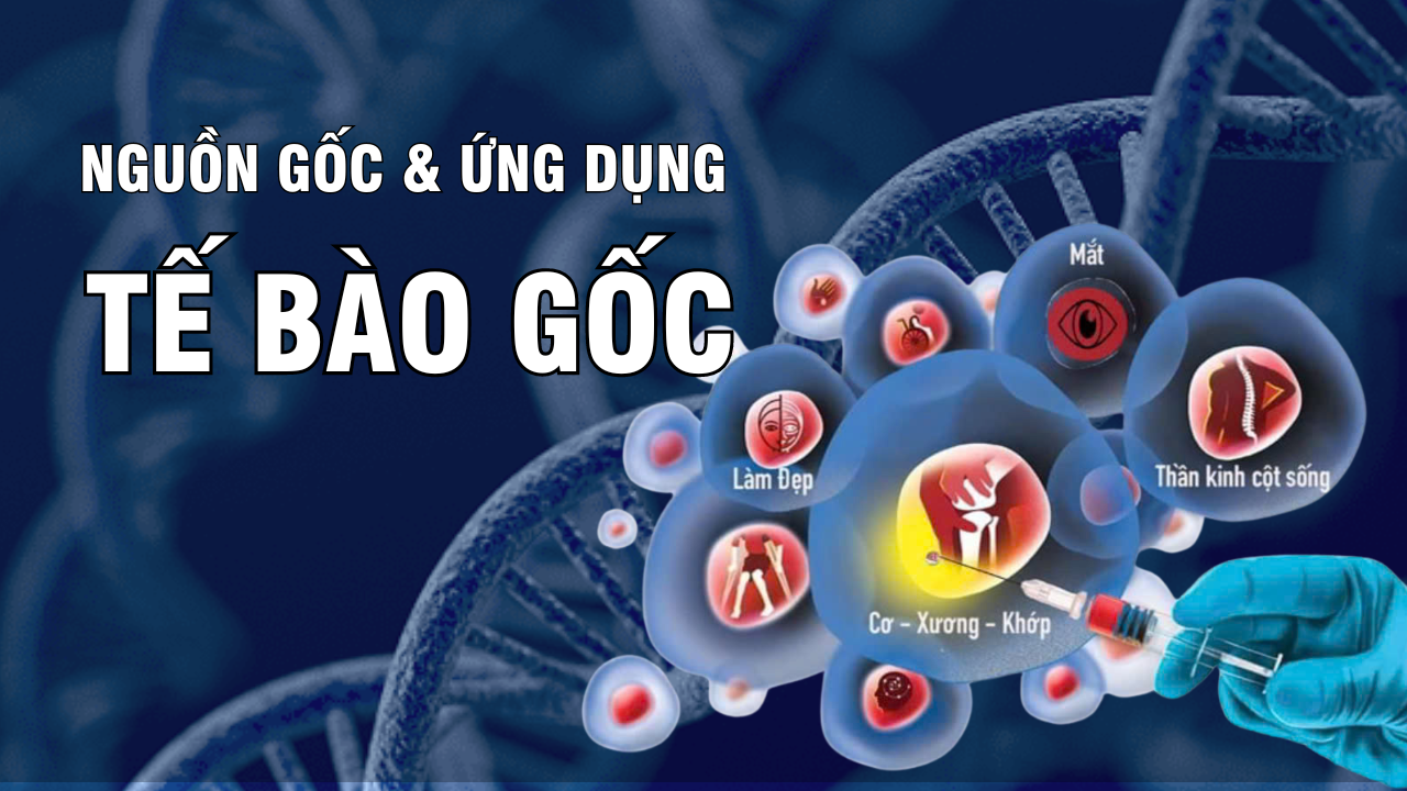 Nguồn tế bào gốc, các loại và ứng dụng trong nghiên cứu