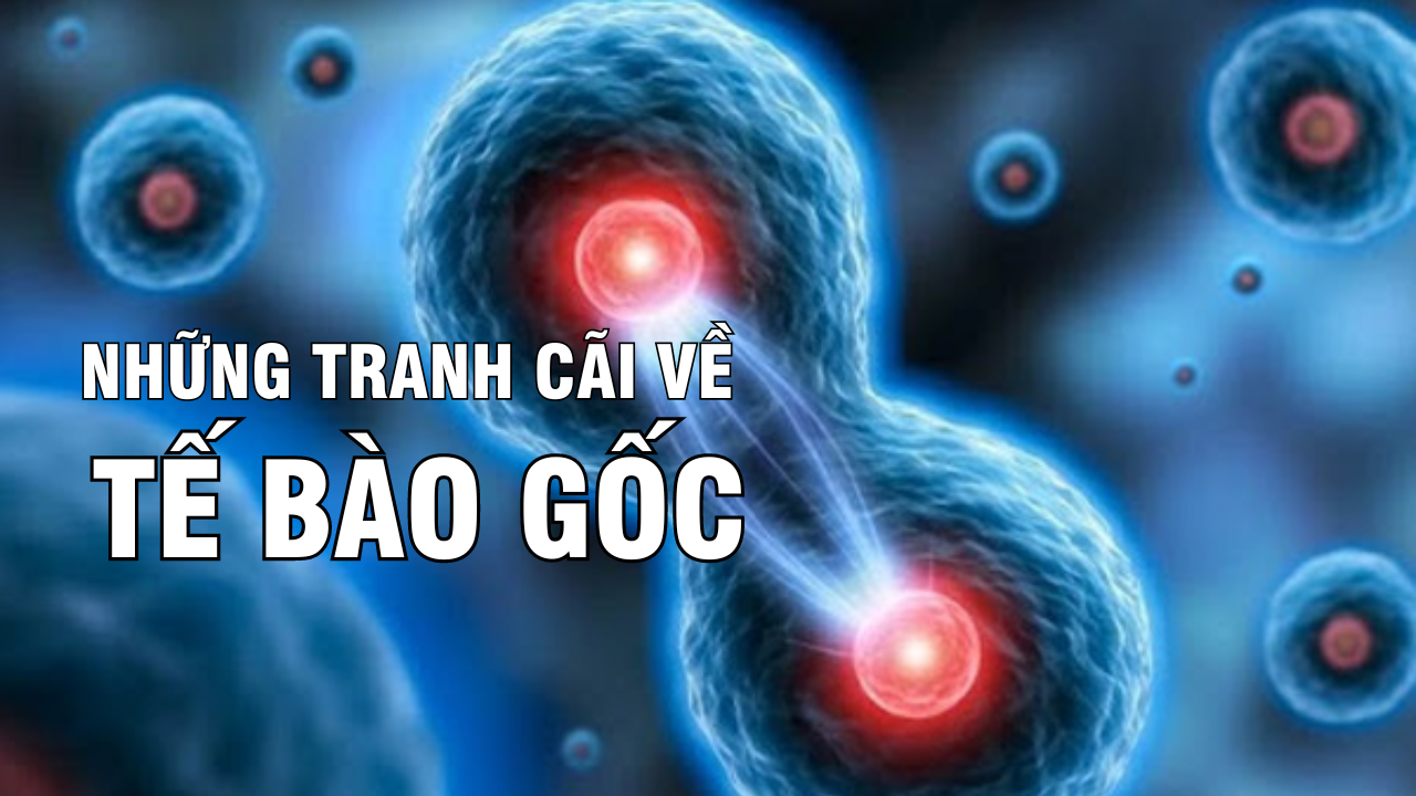 Tranh cãi về tế bào gốc hiểu để có góc nhìn đúng nhất