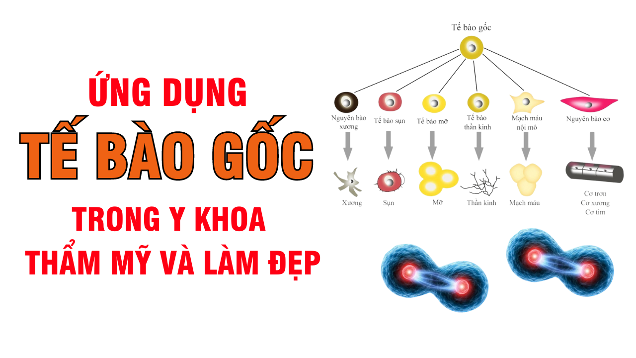 Ứng dụng của Tế Bào Gốc trong y khoa Thẩm Mỹ và Làm Đẹp